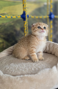 Scottish Straight — Scottish Fold (6 фото из 9)