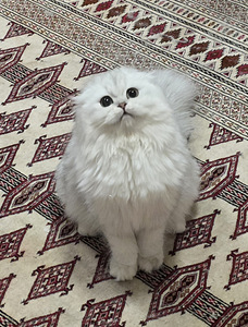 Scottish Straight — Scottish Fold (7 фото из 9)
