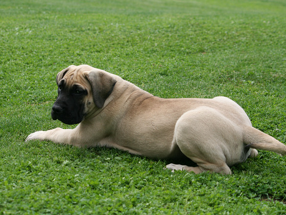 PRESA CANARIO