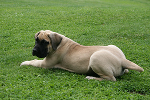 PRESA CANARIO (1 foto no 3)