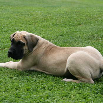 PRESA CANARIO