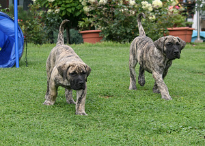 PRESA CANARIO (2 foto no 3)