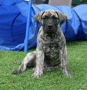 PRESA CANARIO (3 foto no 3)