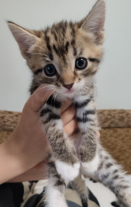 Котята (3 фото из 3)