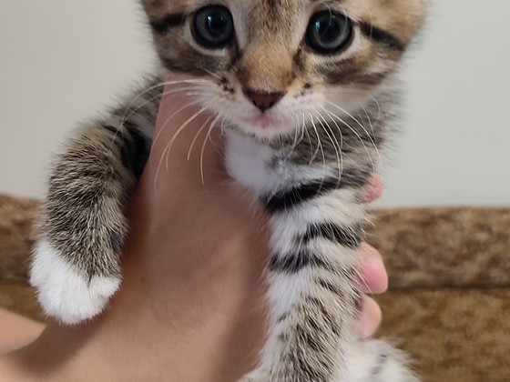 Котята