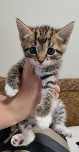 Котята (1 фото из 3)
