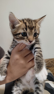 Котята (2 фото из 3)