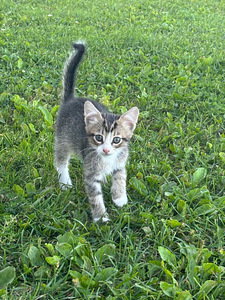 Котята в хорошие руки (2 фото из 5)