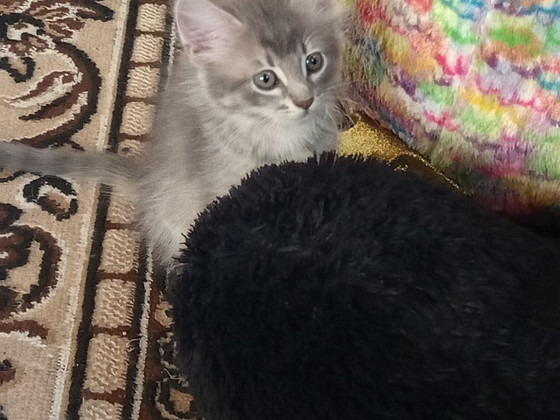 Котята в хорошие руки