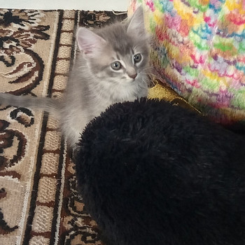 Kassipojad heasse kodusse