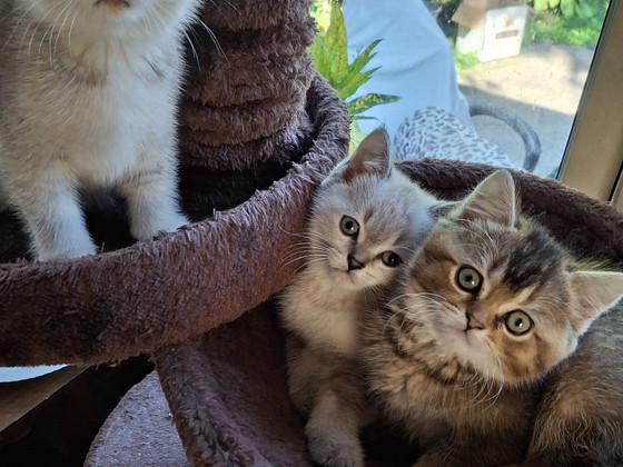 Шотландские котята