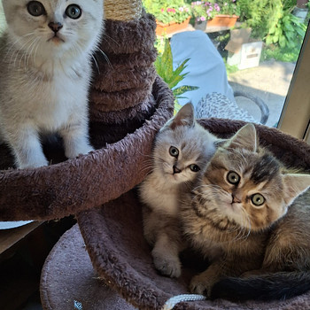 Шотландские котята