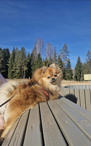 Pomeranian Spits Otsib peikat (1 foto / 1)