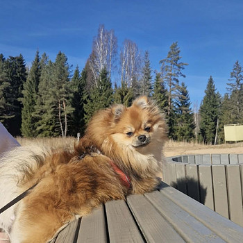 Pomeranian Spits Otsib peikat