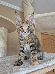 Мейн-кун (5 фото из 5)