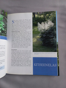 Kõrgekasvulised püsililled. Aarne Kähr (3 foto / 3)