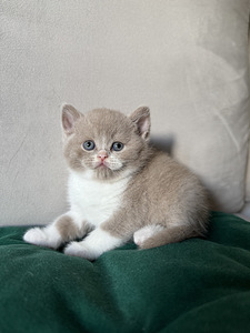 Британские котята (1 фото из 3)