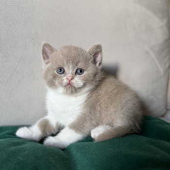 Британские котята