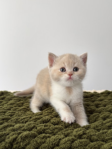 Британские котята (2 фото из 3)