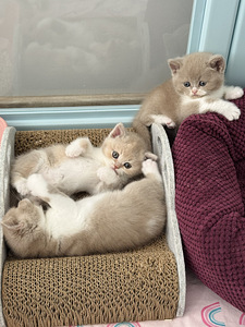 Британские котята (3 фото из 3)