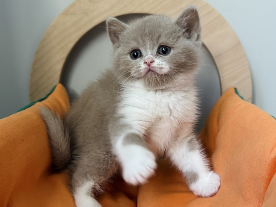 Британские котята