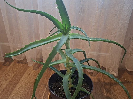 Aaloe