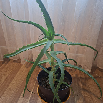 Aaloe
