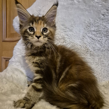 Mainecoon female
