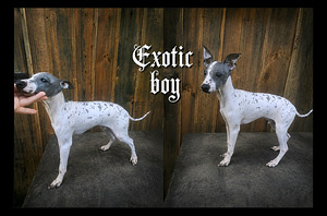 Exotic 2 boy (2 foto / 5)