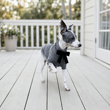 American naked terriers-2 boy