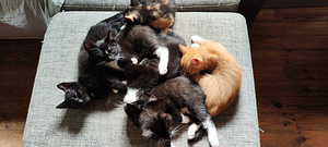 Котята (1 фото из 3)
