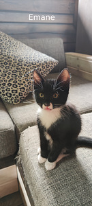 Котята (3 фото из 3)