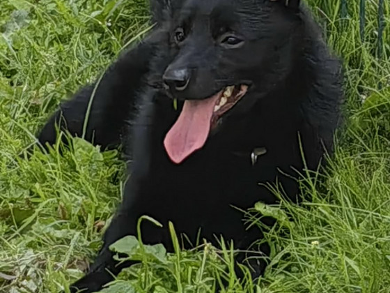 Шипперке - Schipperke