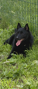 Шипперке - Schipperke (1 фото из 5)
