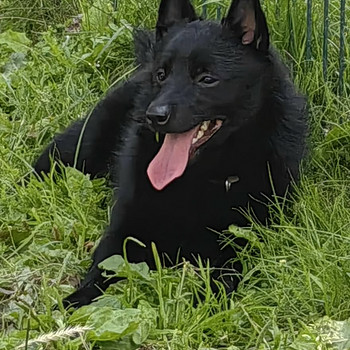 Schipperke - Schipperke