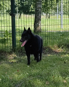Шипперке - Schipperke (2 фото из 5)