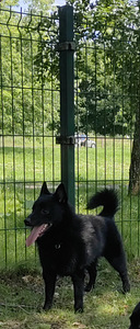 Шипперке - Schipperke (3 фото из 5)