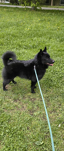 Шипперке - Schipperke (4 фото из 5)