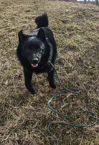 Шипперке - Schipperke (5 фото из 5)