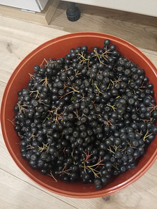 Продам аронию (2 фото из 2)