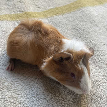 Merisiga