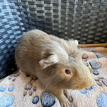 Merisiga