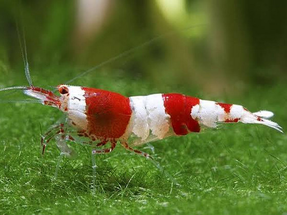 Креветка Красный Кристалл (Crystal Red Shrimp)