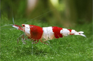 Креветка Красный Кристалл (Crystal Red Shrimp) (1 фото из 1)
