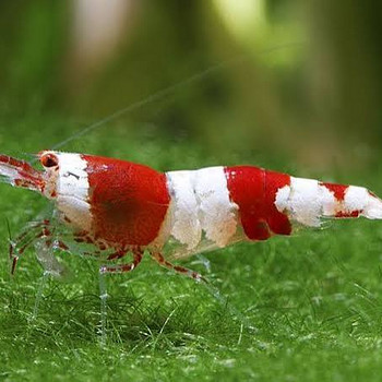 Krevett Красный Кристалл (Crystal Red Shrimp)