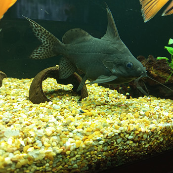 Synodontis säga