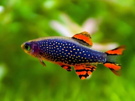 Микрорасбора галактика (Danio margaritatus)