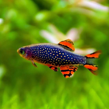 Mikrorasboora galaktika (Danio margaritatus)