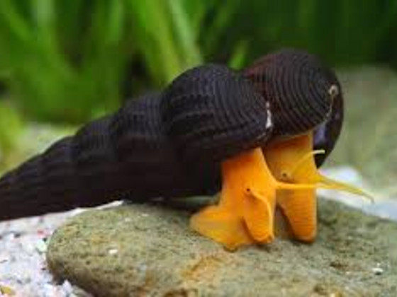 Tylomelania oranž jänes (Orange Sulawesi Snail)
