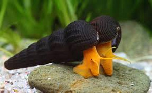 Tylomelania oranž jänes (Orange Sulawesi Snail) (1 foto / 1)